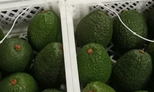 Packed Avocados (2)